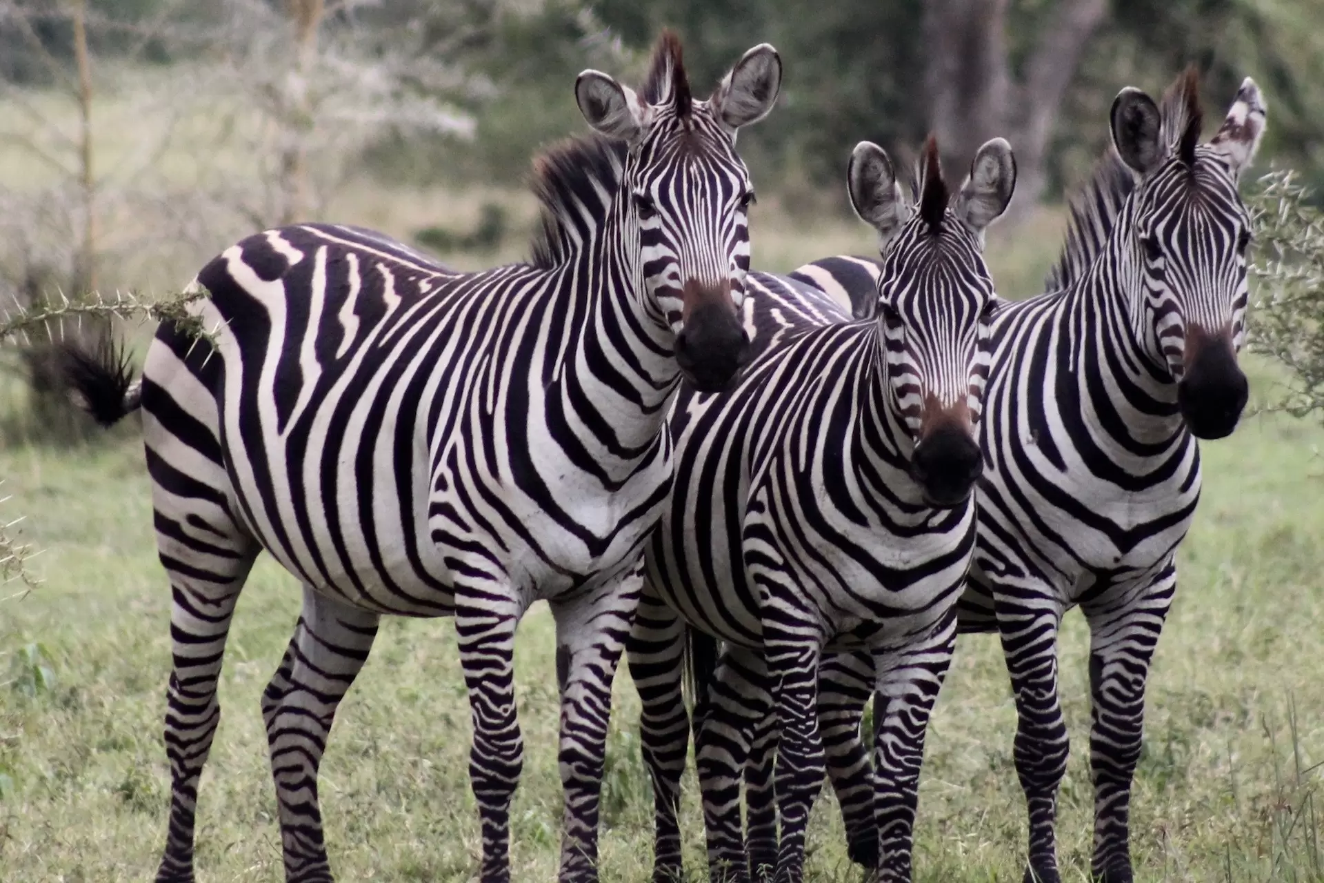 zebras